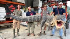 Four hunters pose holding the record-size male alligator.