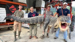 Four hunters pose holding the record-size male alligator.