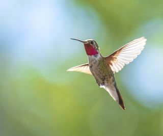 Hummingbird with red bill, flying in a garden