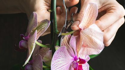 Pruning damaged orchid flowers with scissors. 