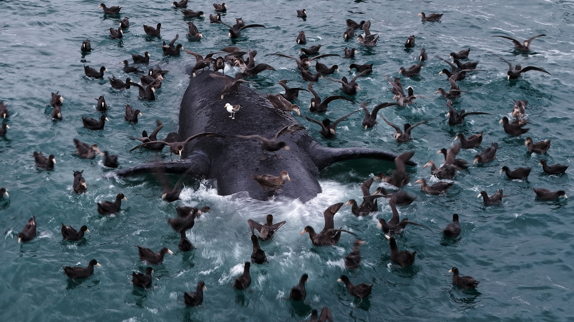 A mob of giant petrels scavenge the floating carcass of a southern right whale near Puerto Madryn, Argentina