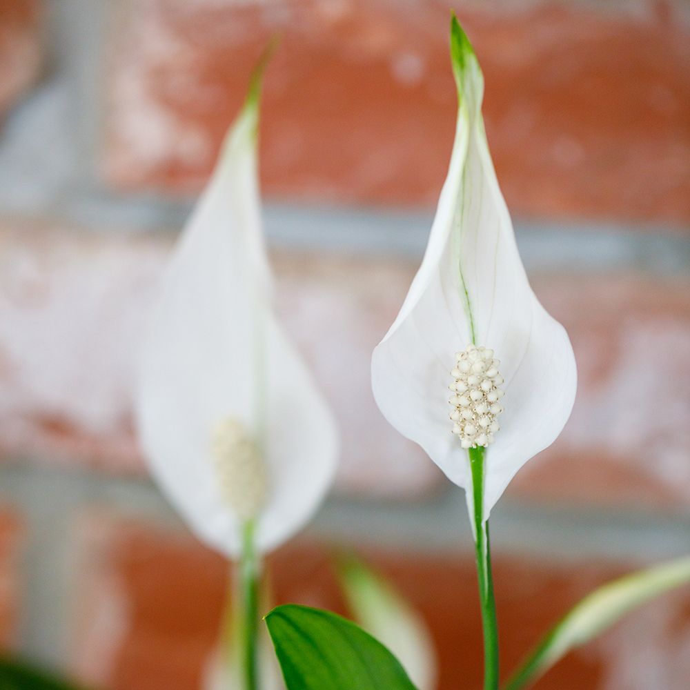 peace lily white flowers against a brick wall