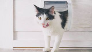 cat exiting cat flap