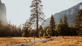 Large pine at Yosemite Valley at Yosemite Nationalpark