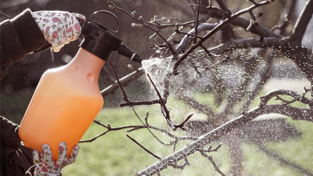 A gardener spraying fruit trees in winter with an orange sprayer