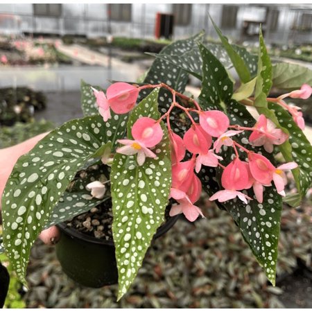 Begonia Maculata Plant, Begonia Polka Dot Live Plant, Angel Wing Begonia Houseplant, Cold Hardy Begonia Pink Leaf With White Spots, 4-7 Inc, No Pot