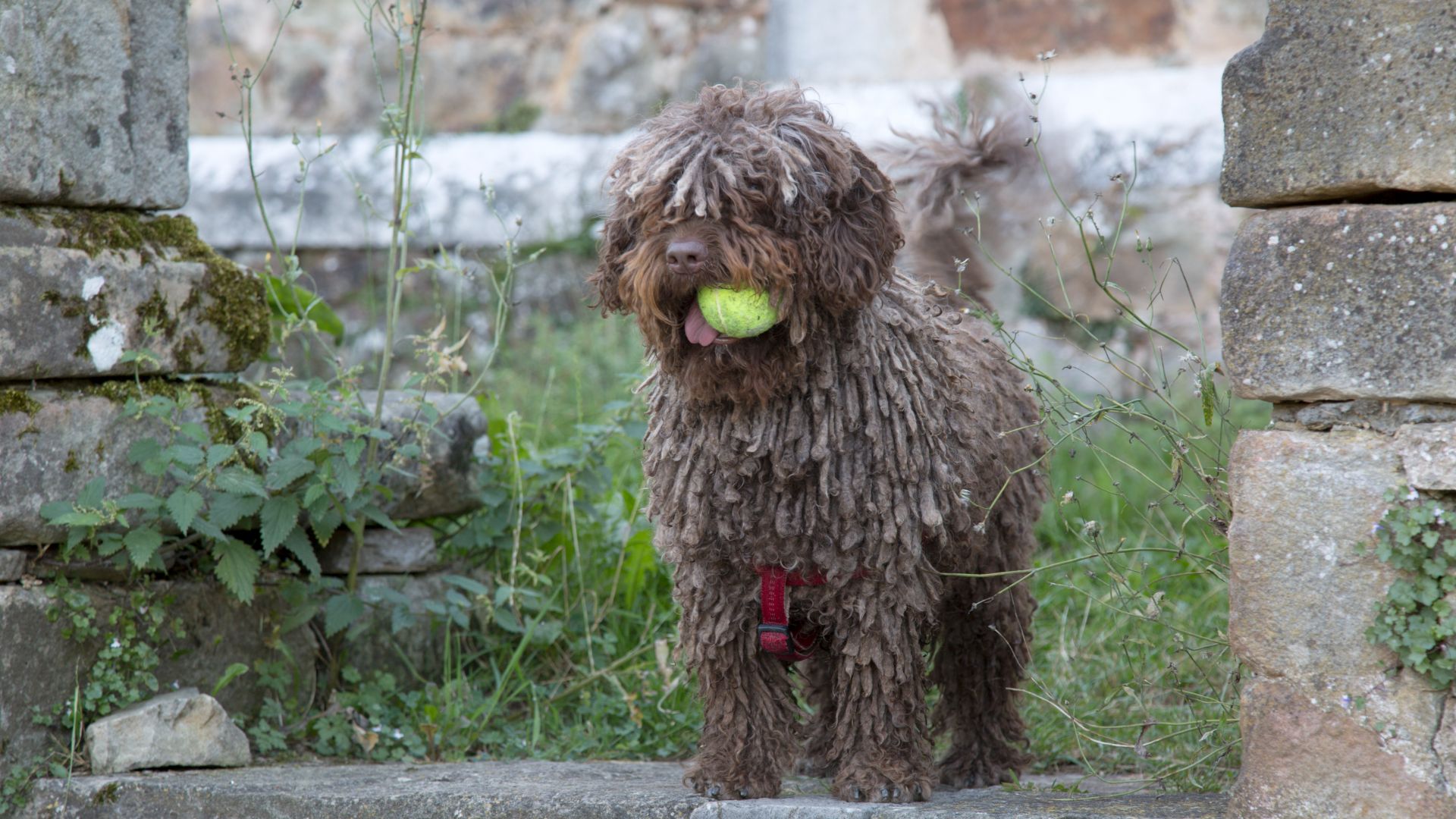brown curly coated spanish water dog holding tennis ball