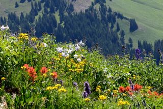 Rocky Mountain wildflowers