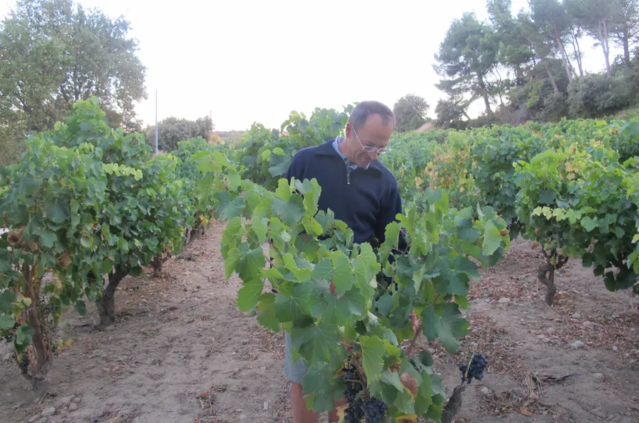 Emmanuel Reynaud in the vineyard.