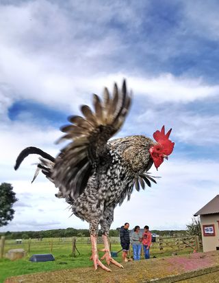 Huawei XMAGE photo exhibition image of seemingly giant rooster