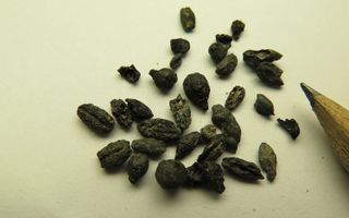 Seeds recovered from the Elusa trash mound.