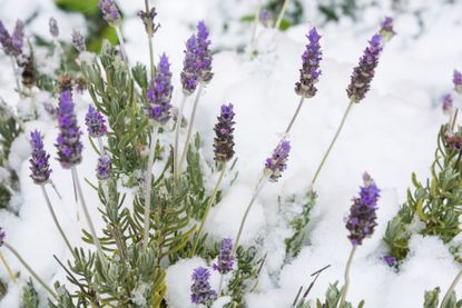 winterize lavender under snow