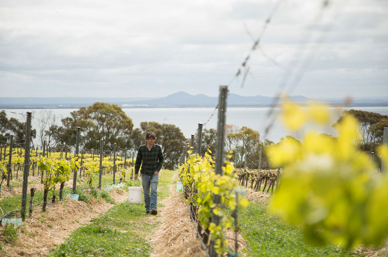 Pinot Noir: Exploring the southern coast of Victoria