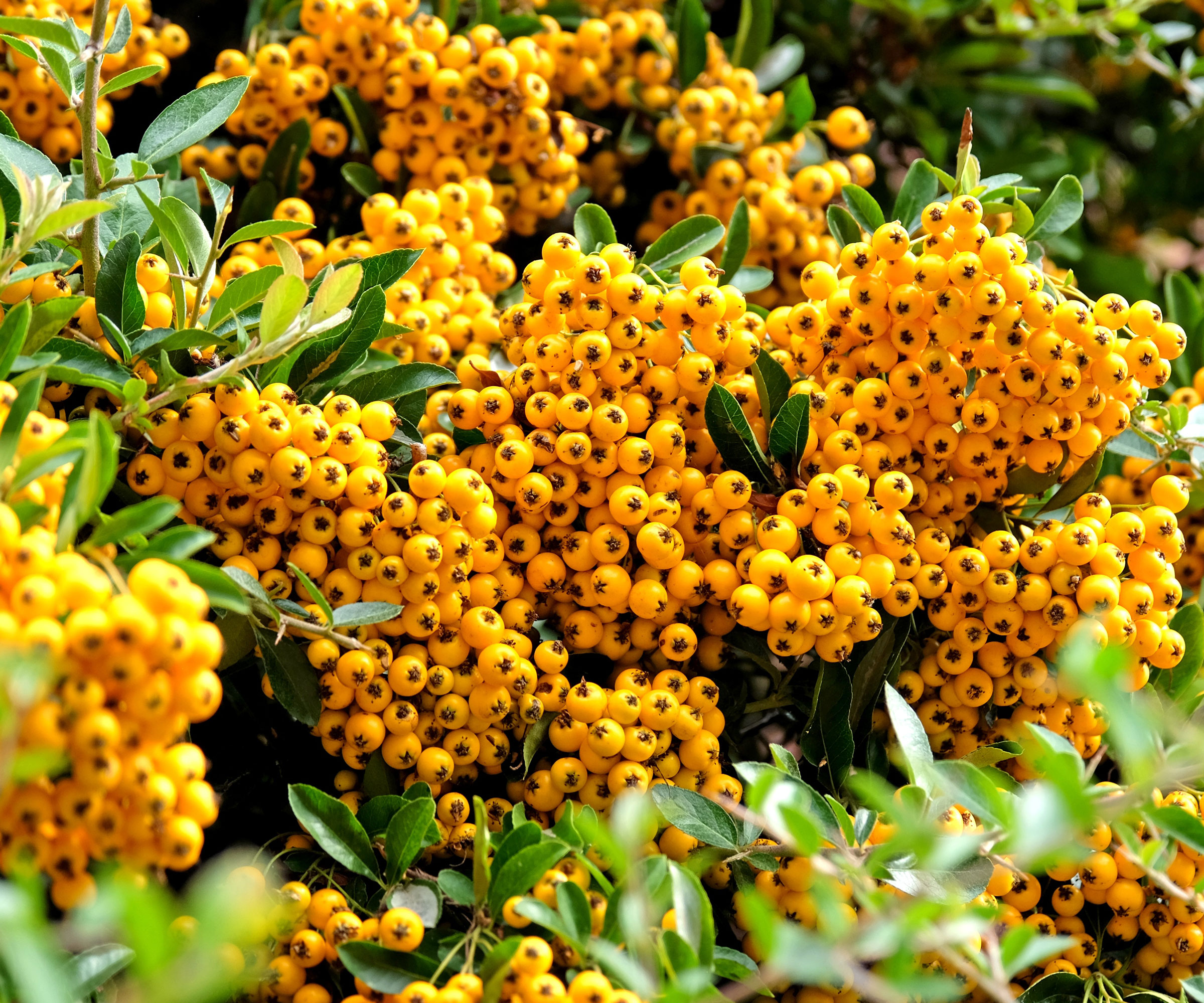 firethorn shrub with clusters of yellow berries