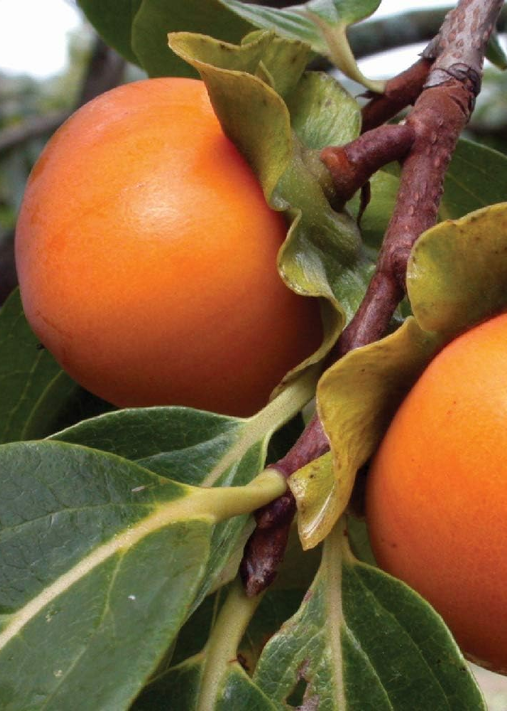 A close-up of a persimmon tree