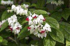 White Clerodendrum Bleeding Heart Plant