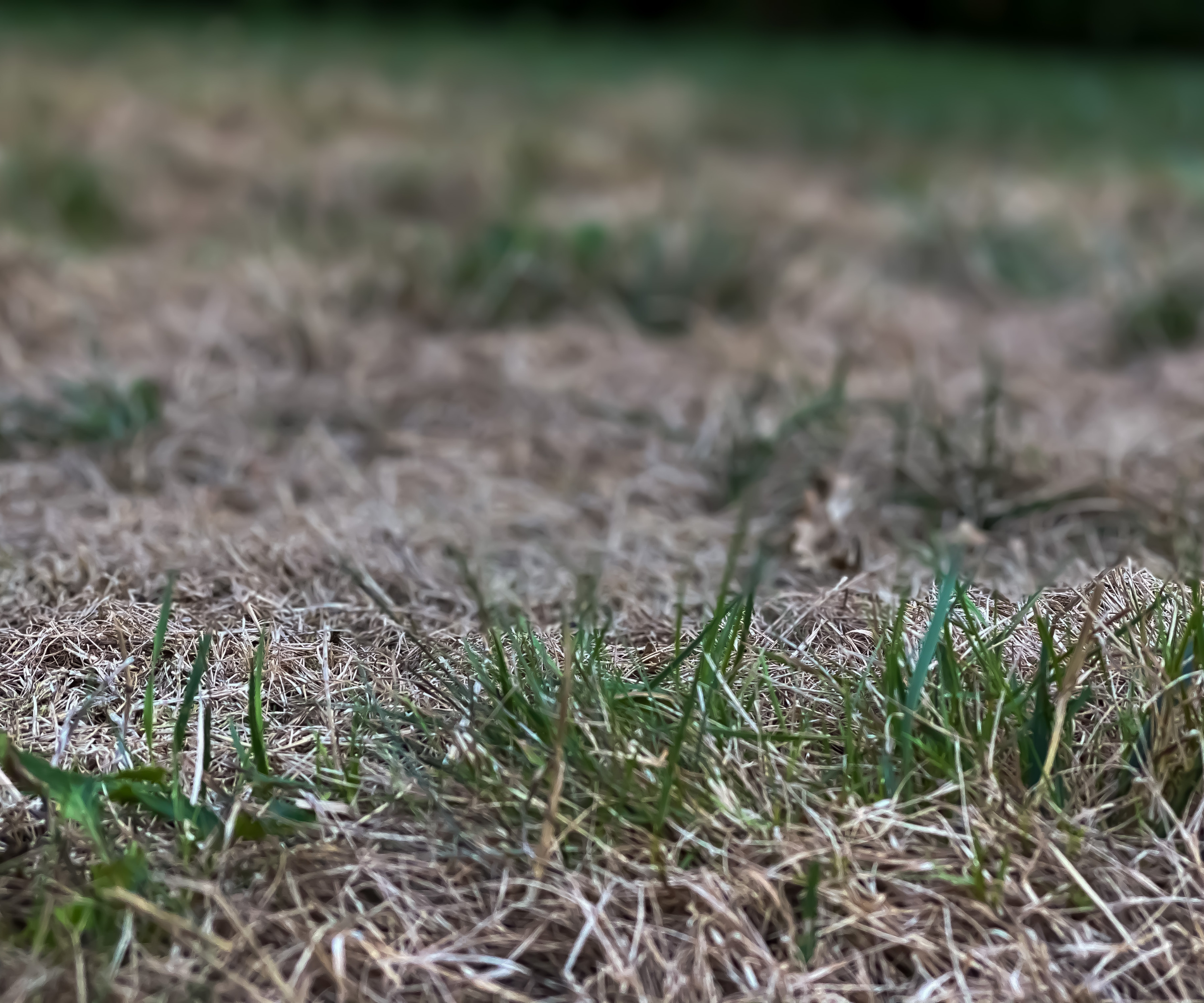 dry grass