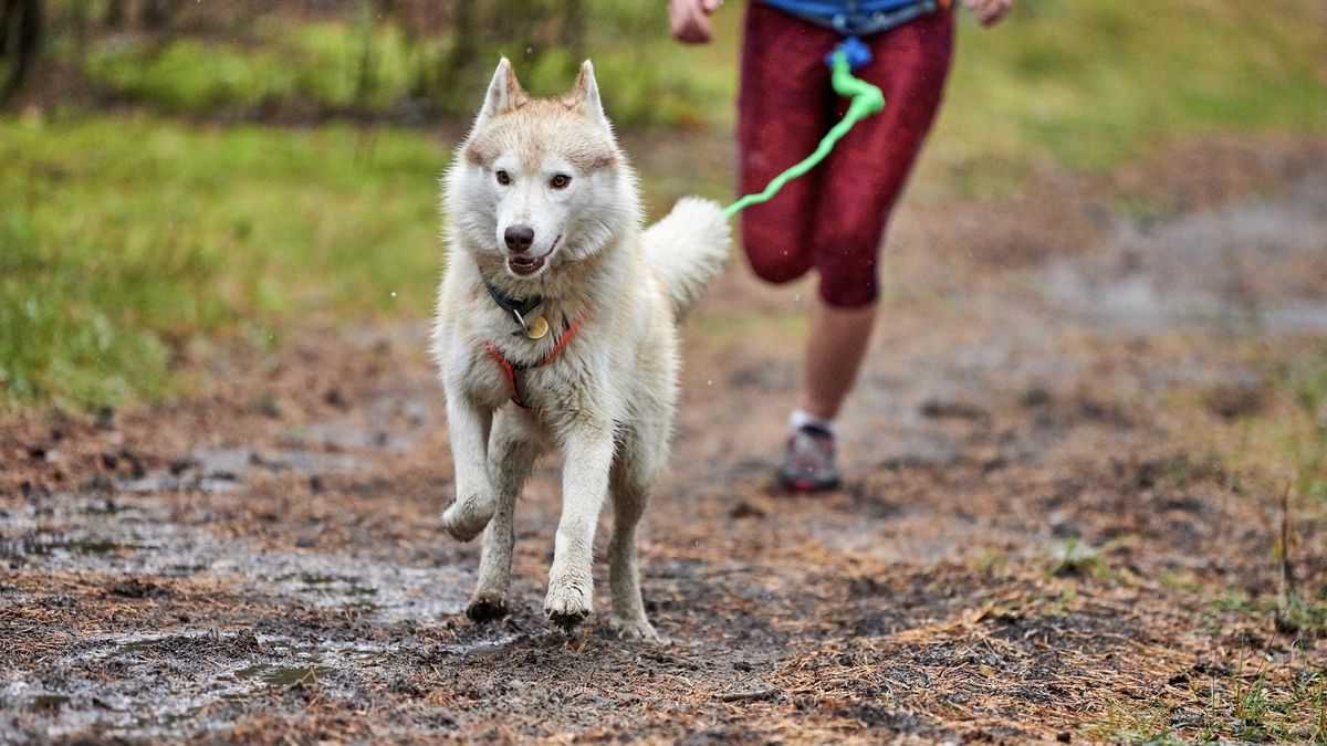 Cani-cross for trail runners