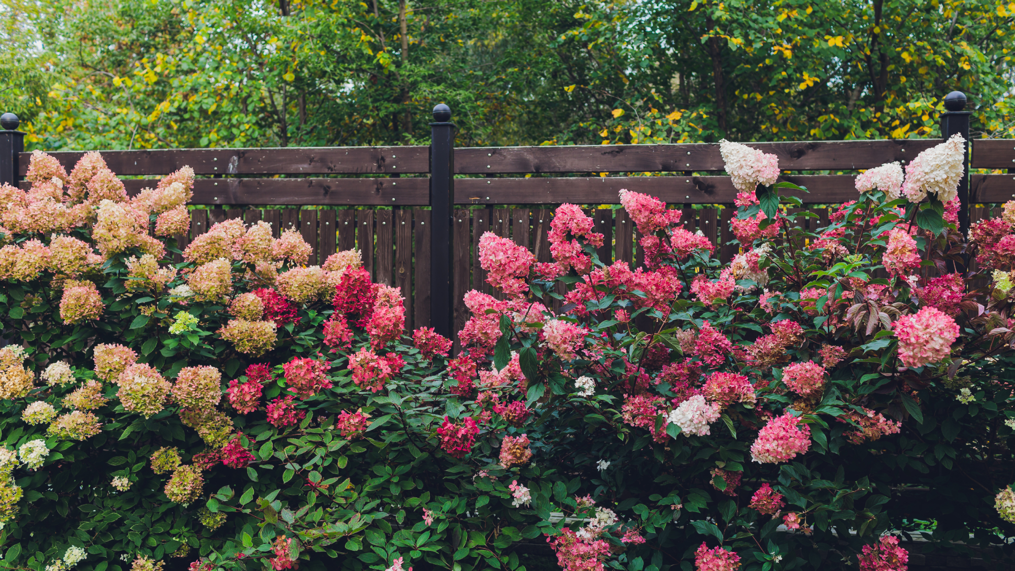 Hydrangeas along fence in fall