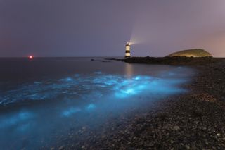 Bioluminescence on Anglesey. Credit: Kris Williams