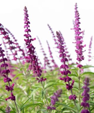 Close-up of Mexican bush sage or Salvia leucantha 'Midnight Purple' in full bloom against a white sky