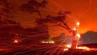Embers blow off a burned tree after the LNU Lightning Complex Fire burned through the area on Aug. 18, 2020 in Napa, California.