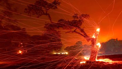 mbers blow off a burned tree after the LNU Lightning Complex Fire burned through the area on Aug. 18, 2020 in Napa, California.