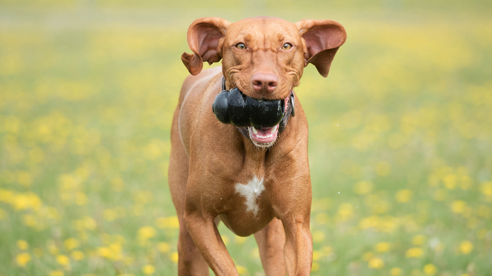 Vizsla with kong