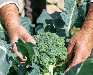 Harvesting broccoli with knife