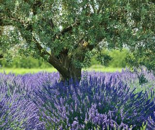 Olive tree underplanted with lavender in bloom