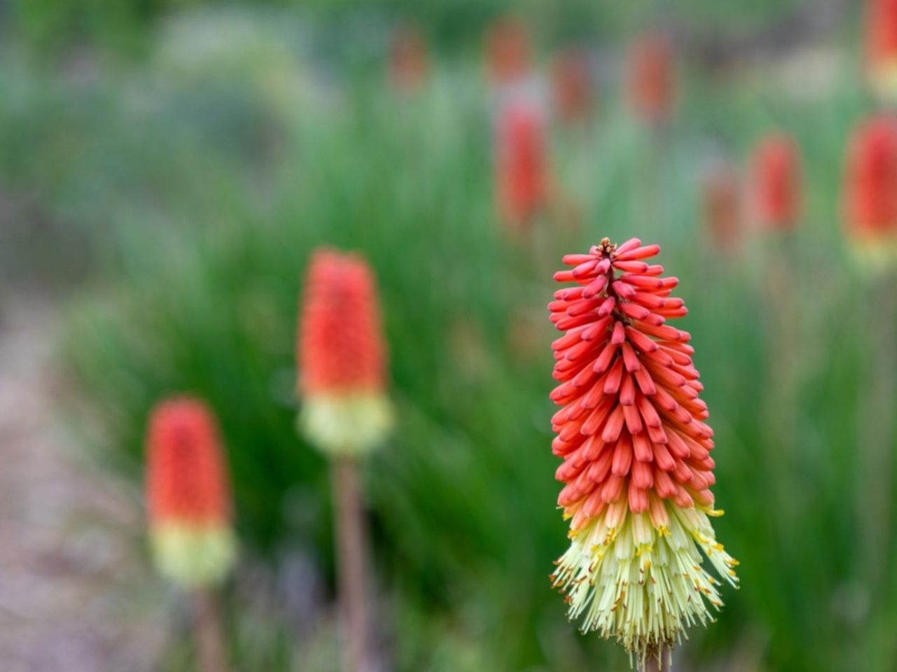 Red Hot Poker Plants