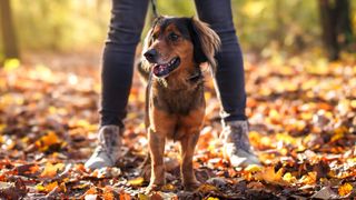 Dog walking in autumn park