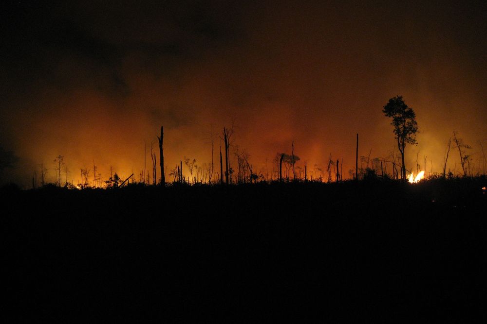 fire, climate change, invasive species, Penn State