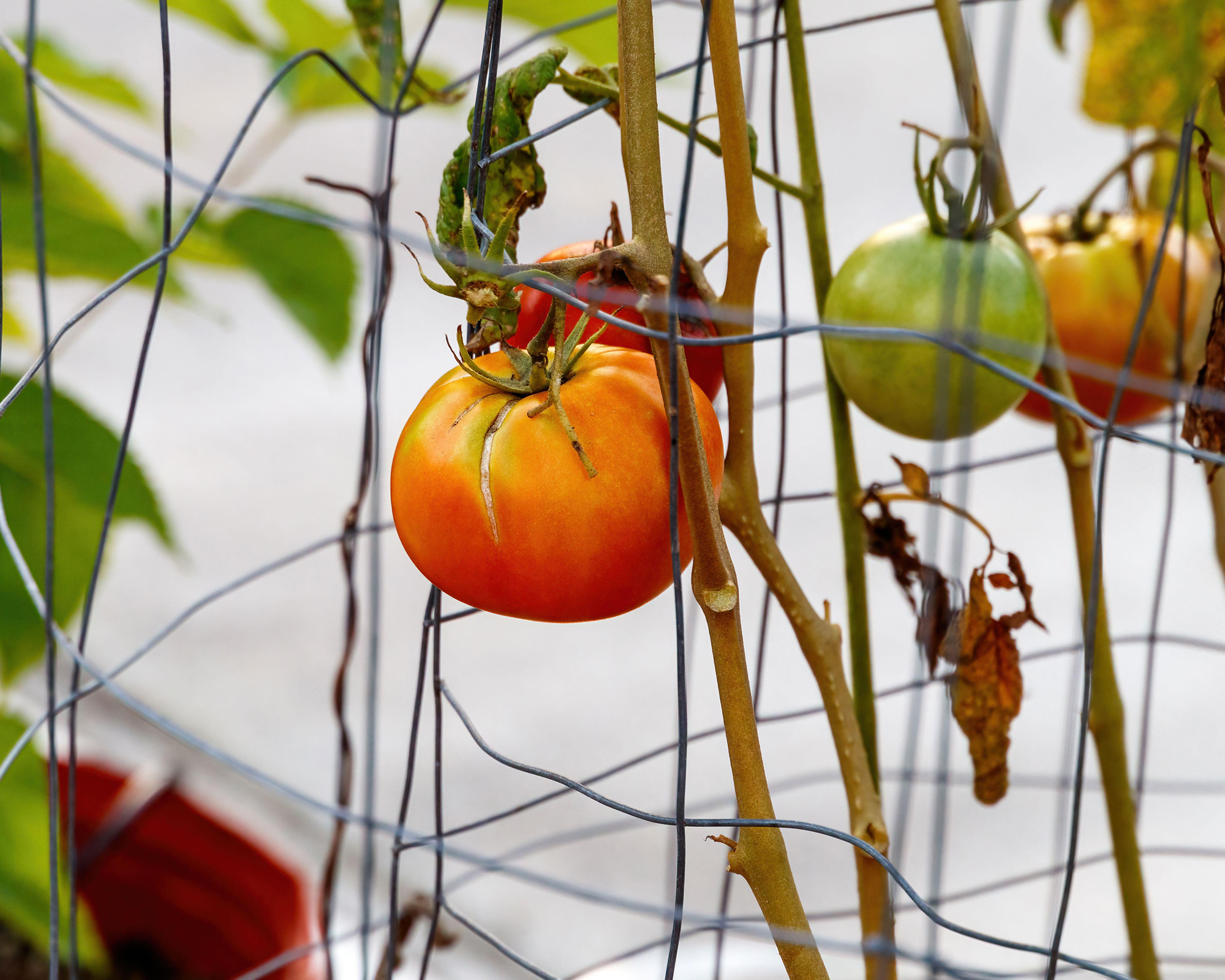 Tomatoes growing against chicken wire trellis