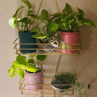 shower caddy with houseplants and rough wall