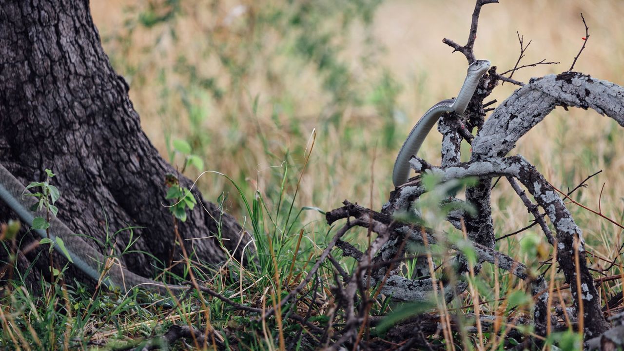 Black mamba in Katavi National Park, Tanzania