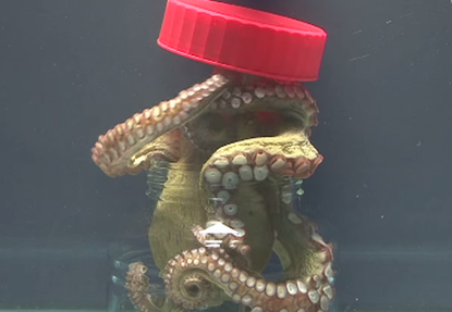 Behold: A terrifying octopus that can open jars from the inside