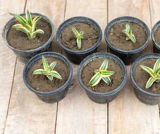 agave pups in pots