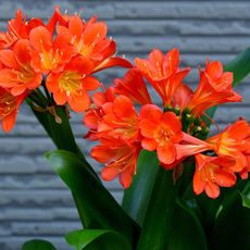 beautiful orange blooms of kaffir lily