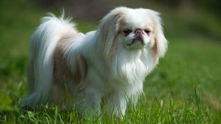 Japanese chin outside on grass