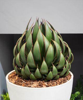 Agave 'Praying Hands' in a white pot