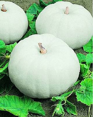 pale white pumpkin