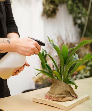 spraying a houseplant with a liquid to get rid of bugs