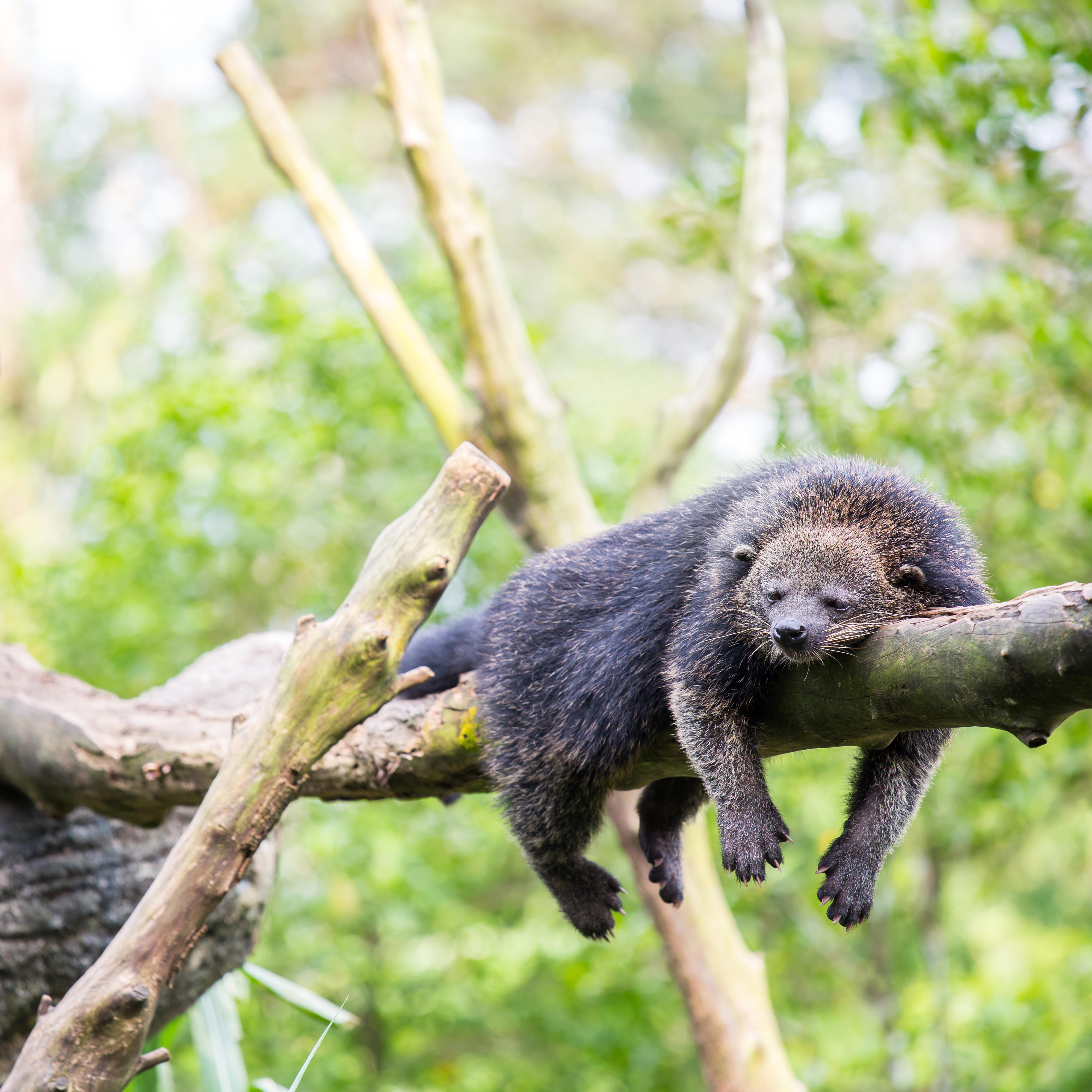 Wild binturong bearcat sleeping on tree.