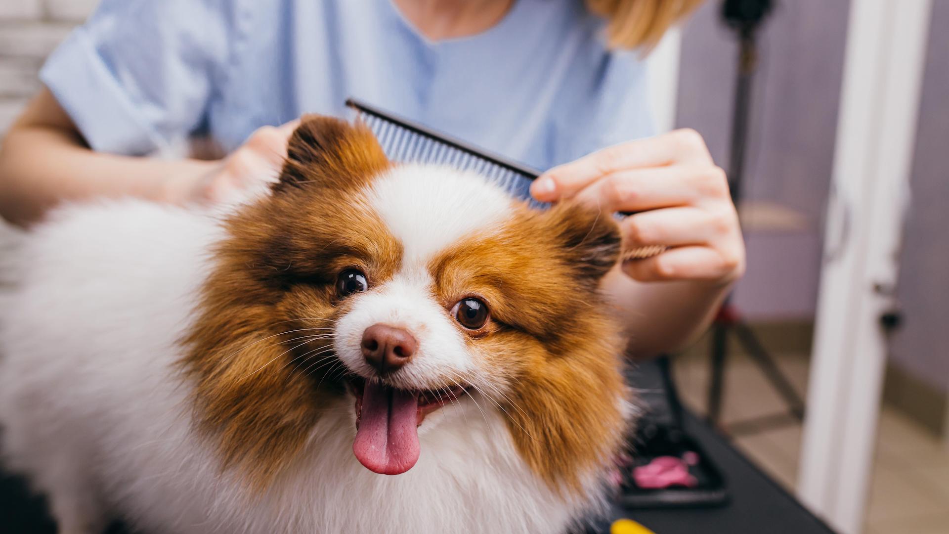 Spitz puppy being groomed