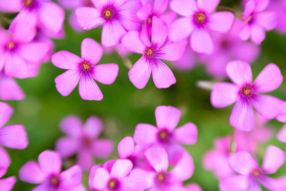 Close-up photo of pink flowers taken with the Nikkor Z 70-180mm f/2.8