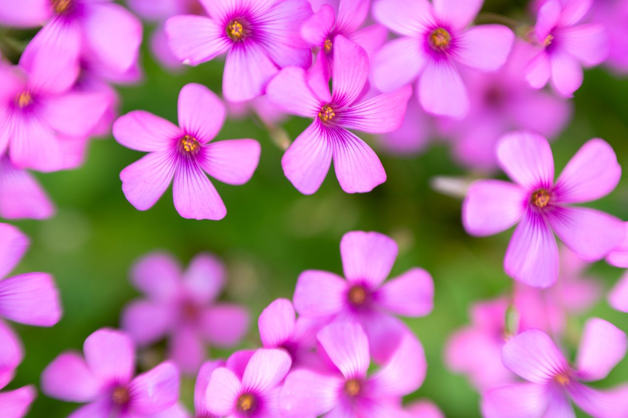 Close-up photo of pink flowers taken with the Nikkor Z 70-180mm f/2.8