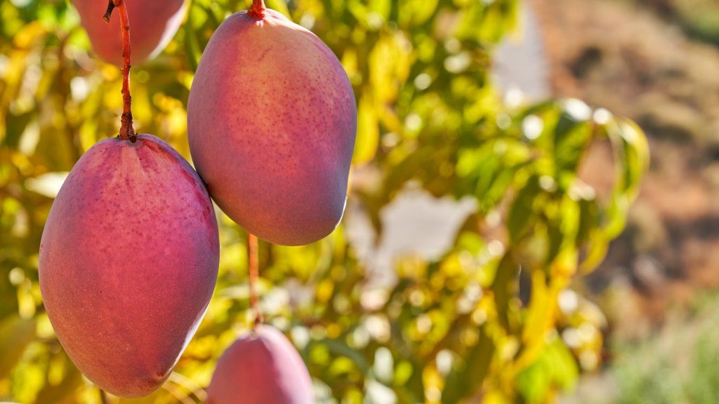 Mangoes on a tree