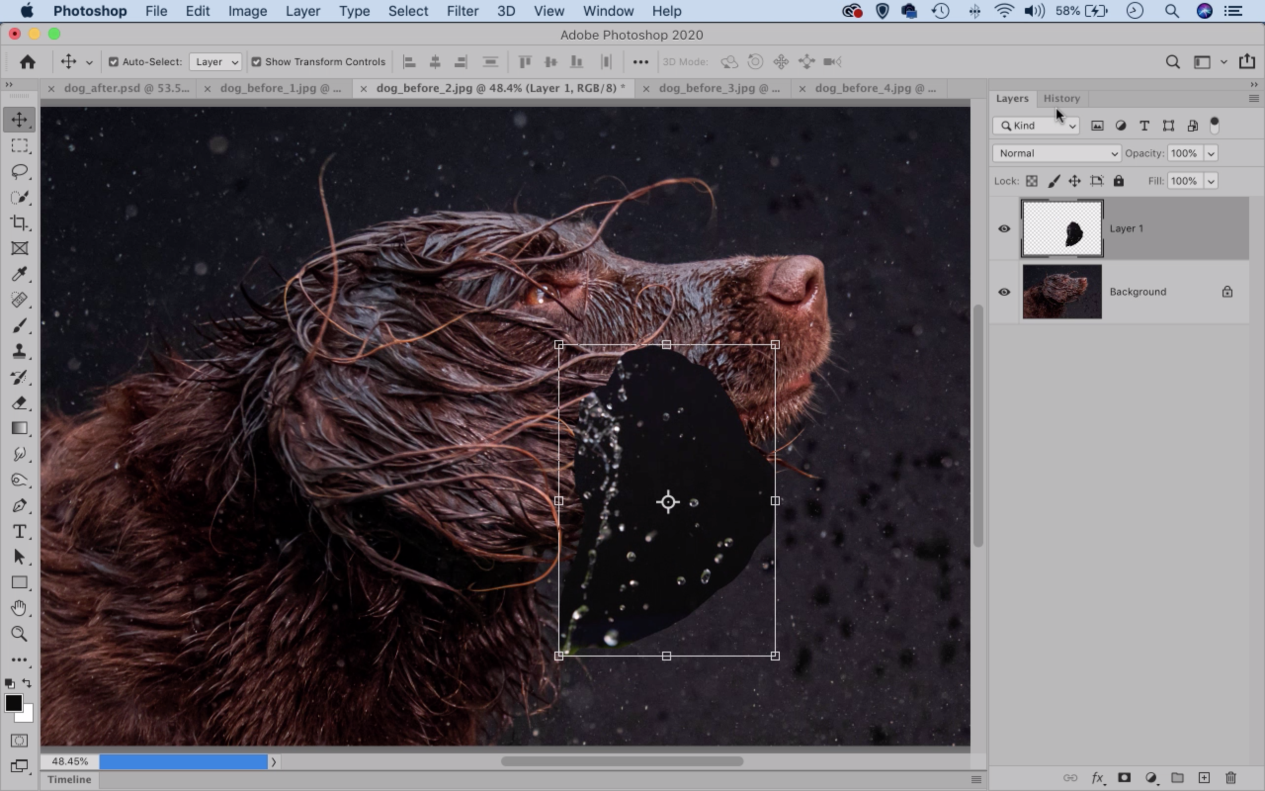 Photoshop dog splash
