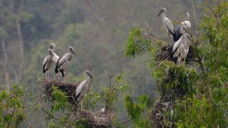 birds in the Thung Nham bird sanctuary in Vietnam